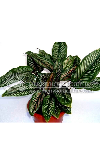 Calathea 'ornata lineata'